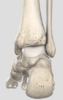 기초해부학 발목(Ankle), 쉽게 공부하기!
